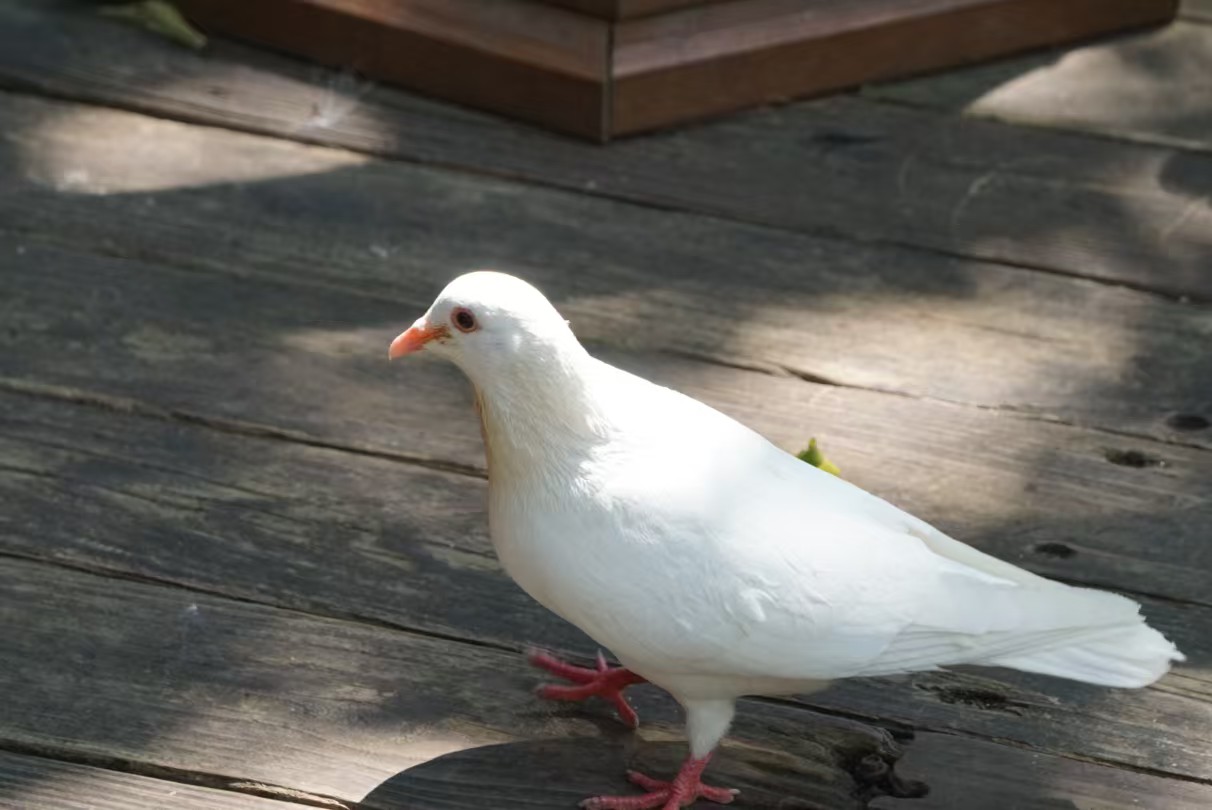 70ece7f898e799e5876374af4785266