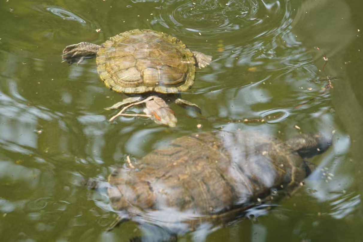 95b573831511ac8f8e4d5f3ac356612